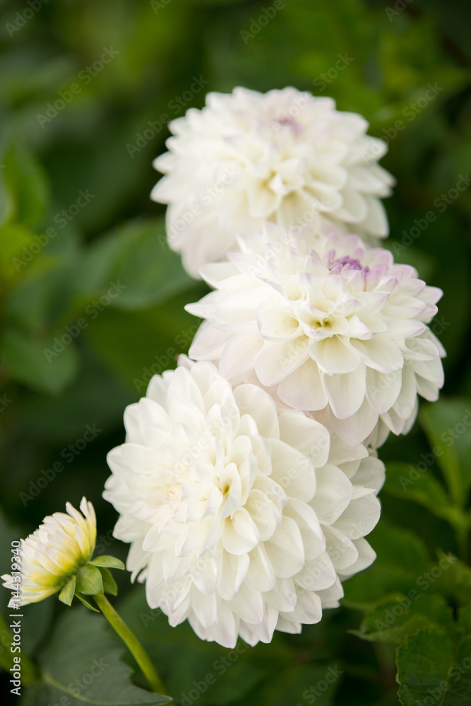 White dahlia flower close-up