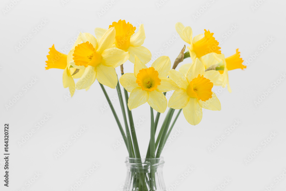Beautiful spring yellow flowers daffodils on a white background Beautiful spring yellow flowers daffodils on a white background
