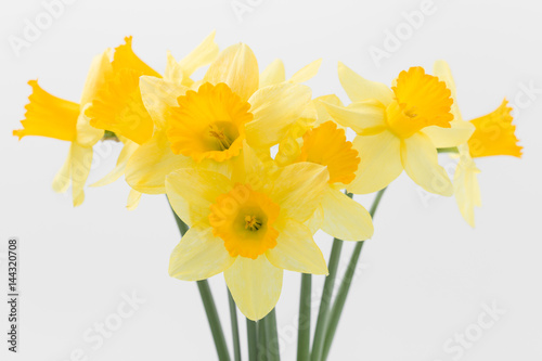 Beautiful spring yellow flowers daffodils on a white background