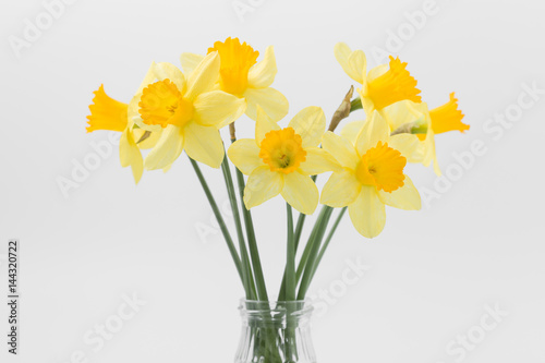 Fototapeta Naklejka Na Ścianę i Meble -  Beautiful spring yellow flowers daffodils on a white background