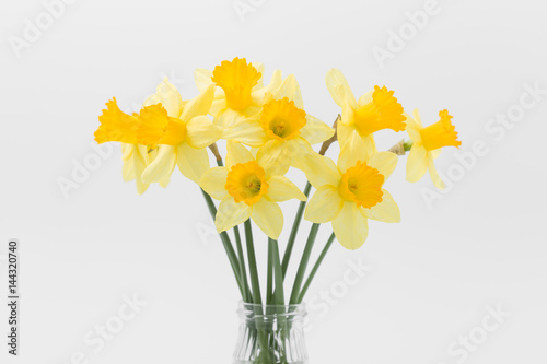 Beautiful spring yellow flowers daffodils on a white background