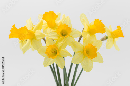Fototapeta Naklejka Na Ścianę i Meble -  Beautiful spring yellow flowers daffodils on a white background