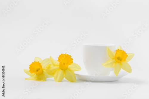 Fototapeta Naklejka Na Ścianę i Meble -  Beautiful spring yellow flowers daffodils on a white background