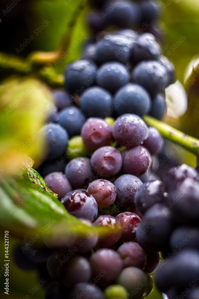 grape vineyard grape vineyard