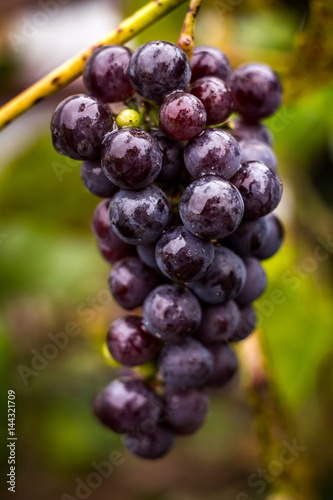  grape vineyard