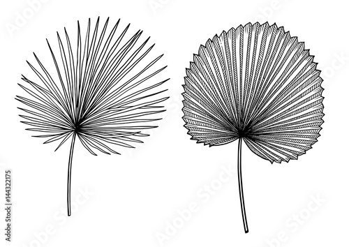 Palm leaf illustration  drawing  engraving  ink  line art  vector