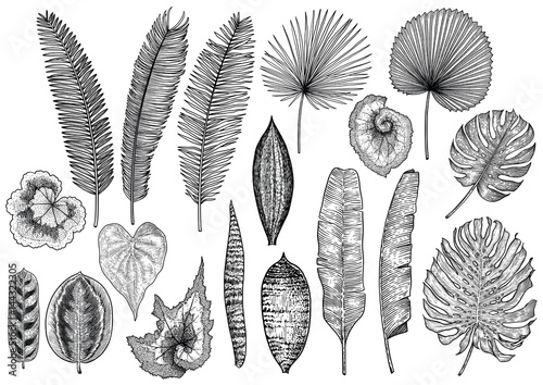 Tropical leaf illustration, drawing, engraving, ink, line art, vector