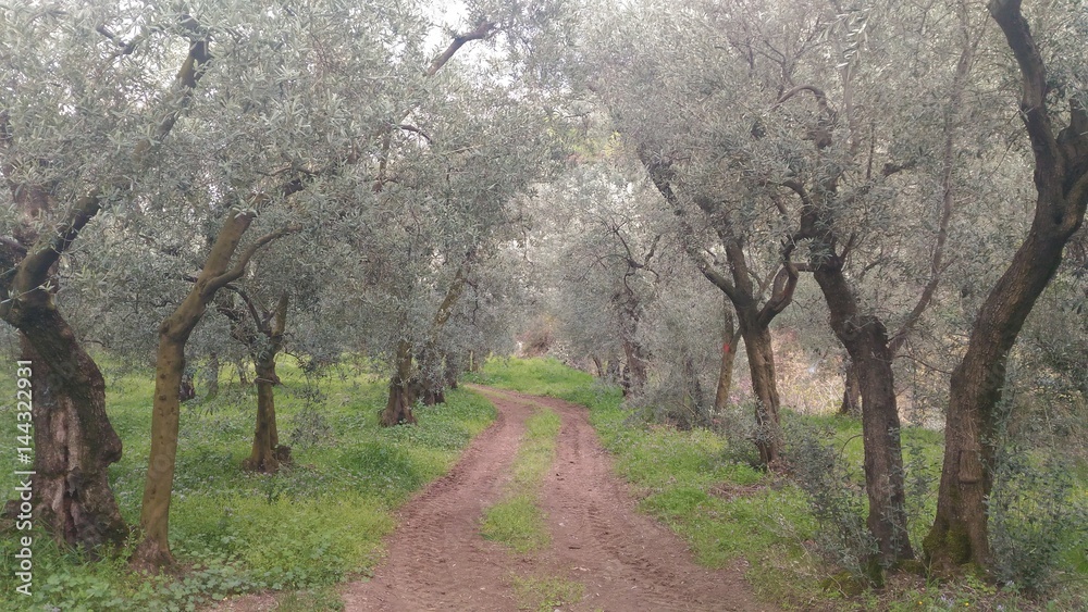 Olive Tree Forest