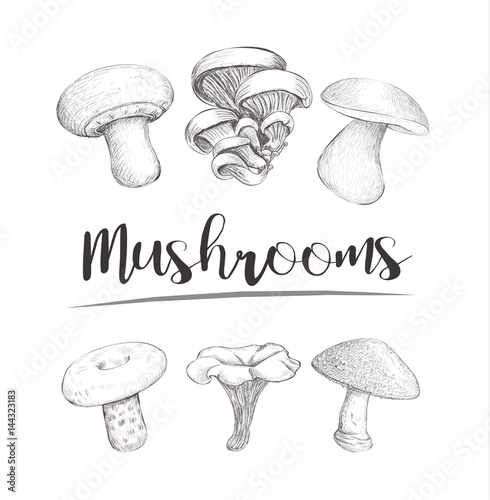 Mushrooms sketch vector hand illustration. Set mushrooms