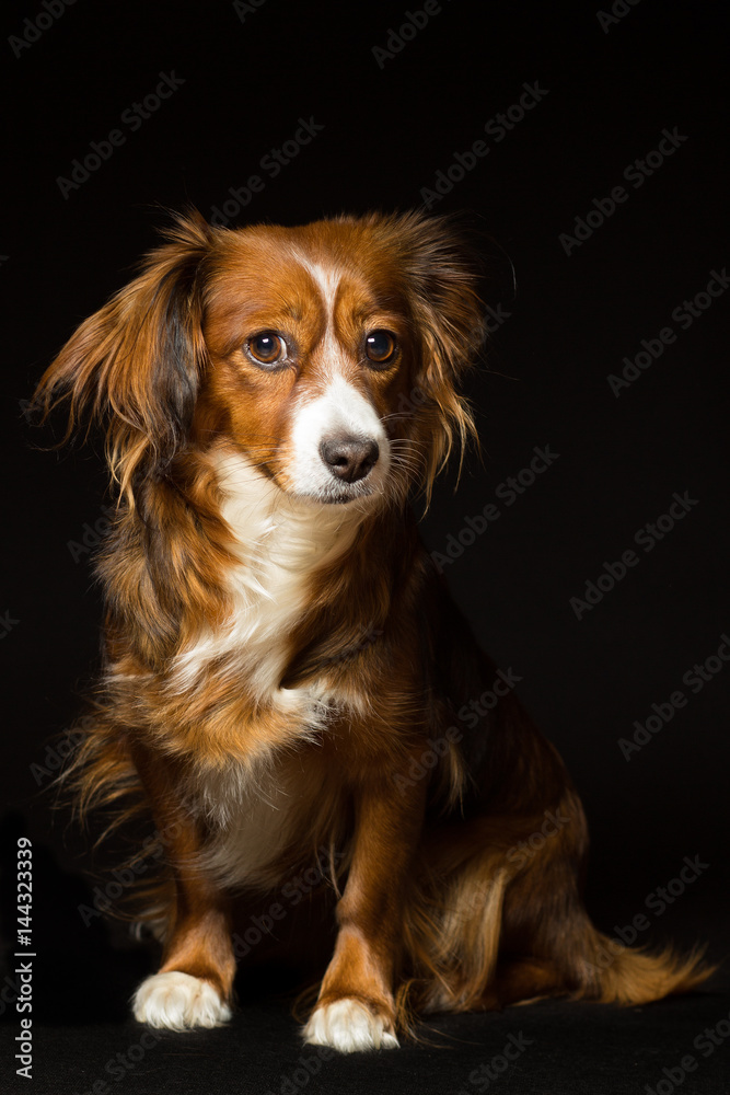 Fototapeta premium Portrait of a red-haired mongrel dog on a black background