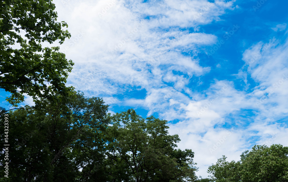tree and blue sky background