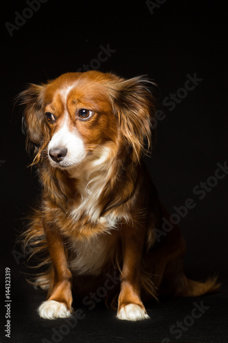 Portrait of a red-haired mongrel dog on a black background
