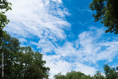 tree and blue sky background