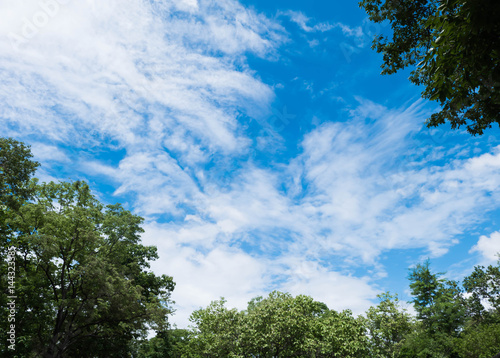 Fototapeta Naklejka Na Ścianę i Meble -  tree and blue sky background