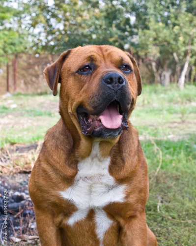 Portrait of a big dog.