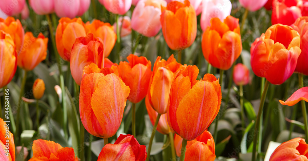 Red and orange tulips background. Red and orange tulips background.