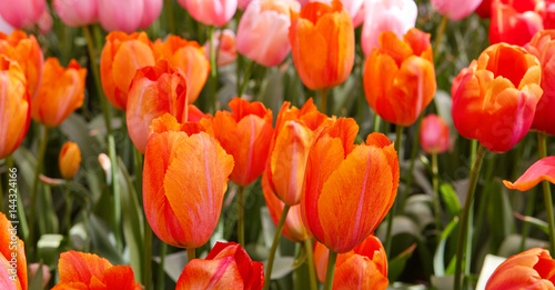 Red and orange tulips background. © Swetlana Wall