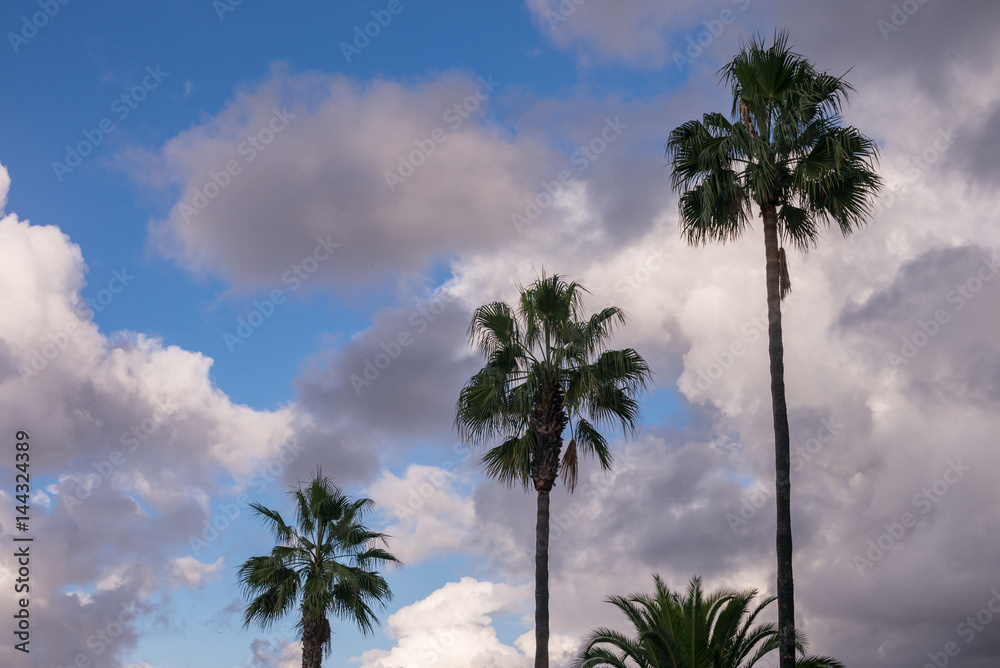 Fototapeta premium Palmen vor Wolken am Himmel