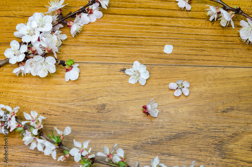 Peach blossom on old wooden background. Fruit flowers.