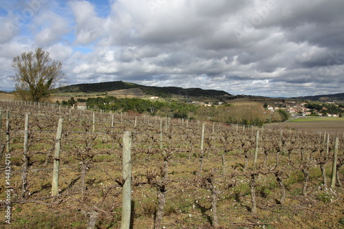 Vigne dans le Limouxin, Aude, Occitanie dans le sud de la France photo