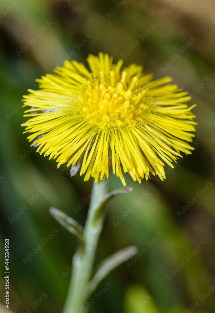 Tussilago farfara, commonly known as Coltsfoot Tussilago farfara, commonly known as Coltsfoot