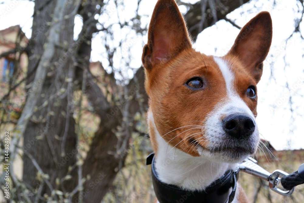 Horizontal portrait of dog of basenji breed with short hair of red and white color outside with branches background on spring day. Looking right. Horizontal portrait of dog of basenji breed with short hair of red and white color outside with branches background on spring day. Looking right.