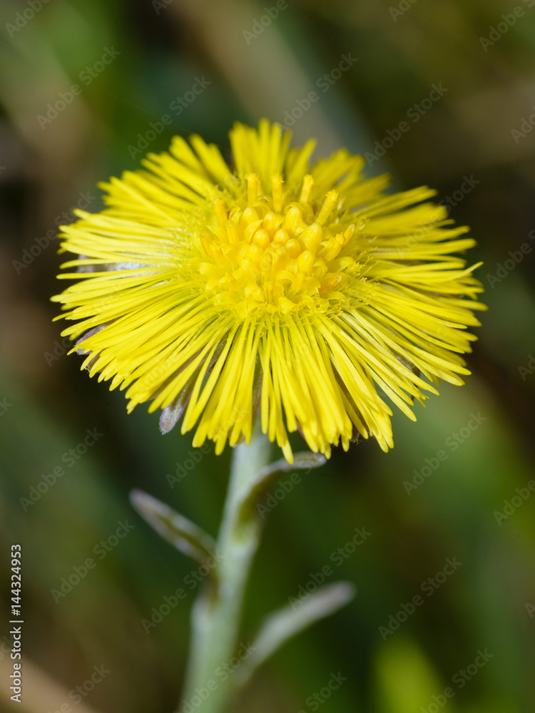 Tussilago farfara, commonly known as Coltsfoot Tussilago farfara, commonly known as Coltsfoot