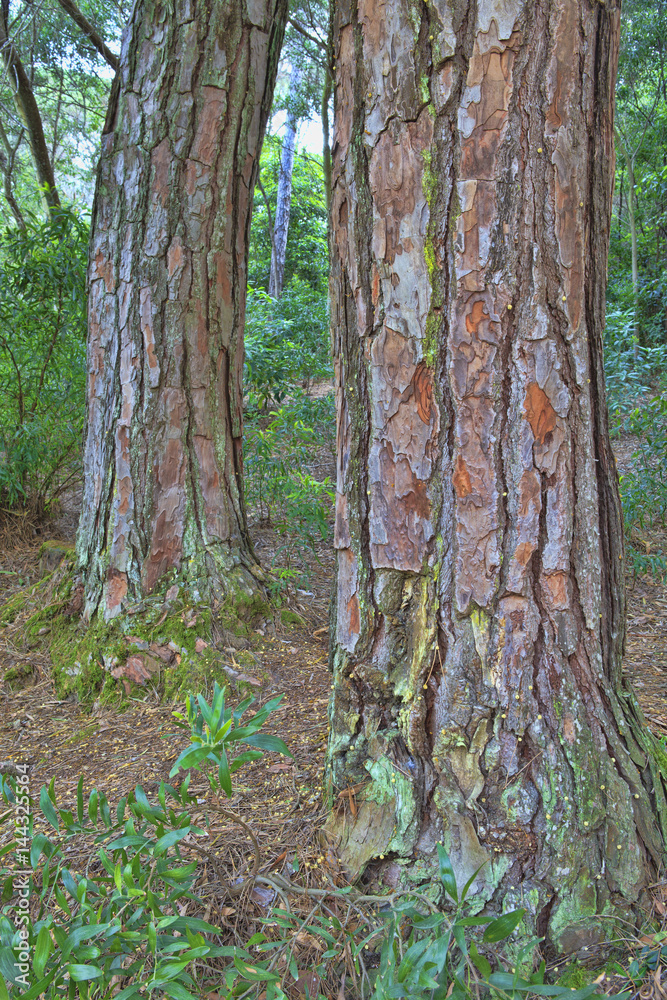Obraz premium green forest in the spring