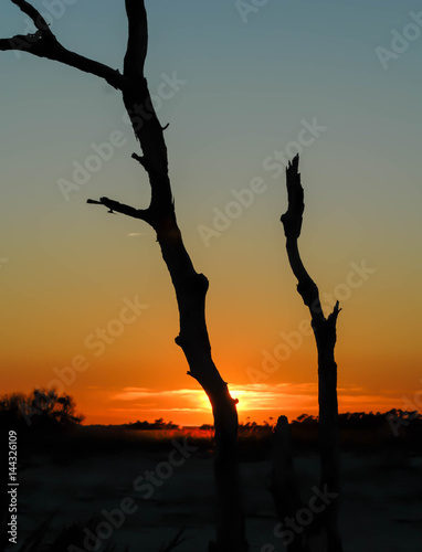 Tree dead silhouetted against setting sun