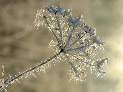 the flowers are covered with frost © serhio777