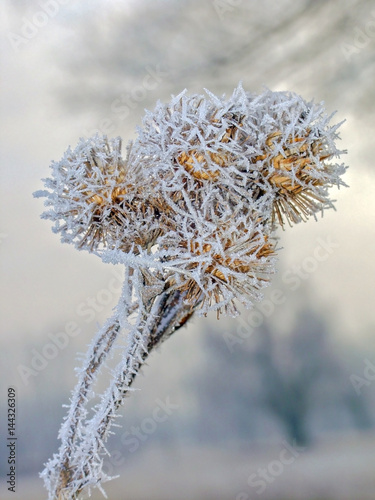 the flowers are covered with frost © serhio777