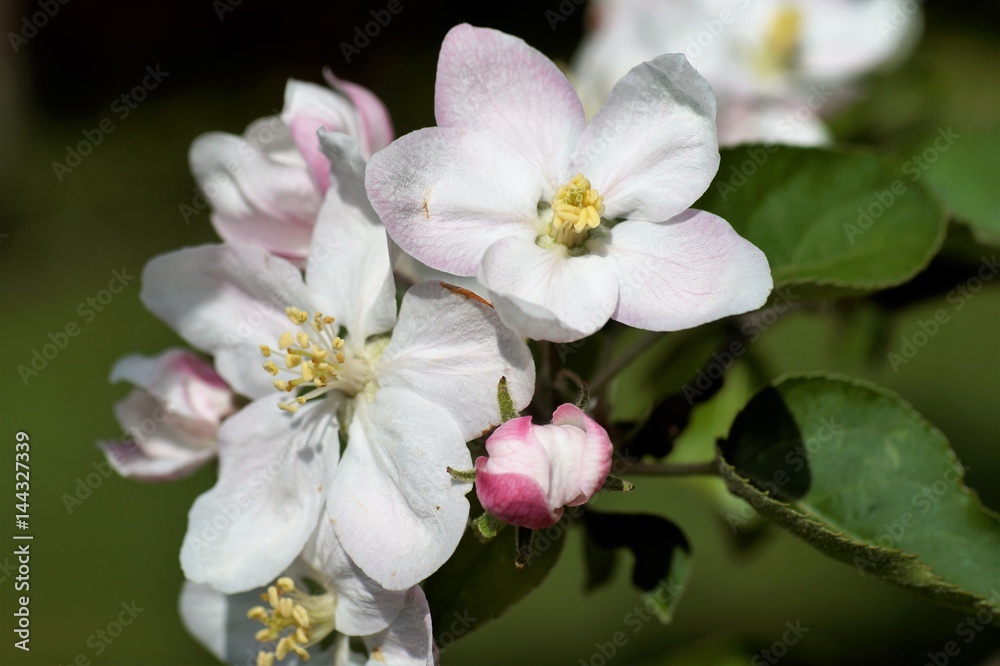 Apfelblüten Apfelblüten