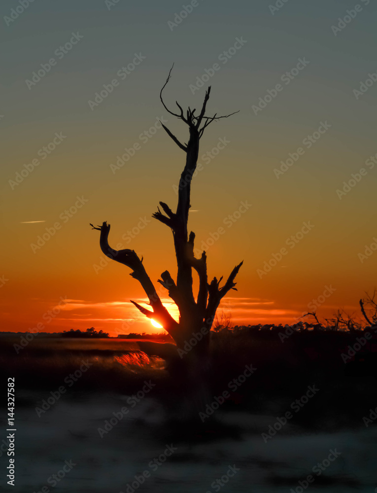 Stark dead tree silhoutted by sky and setting sun at dusk