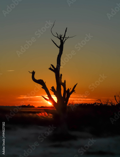 Stark dead tree silhoutted by sky and setting sun at dusk