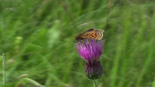 Wild Nickerl's fritillary (Melitaea aurelia), the UNESCO biosphere reservation Bile Karpaty (White Carpathians), PR Drahy, South Moravia, Czech Republic, Europe  photo