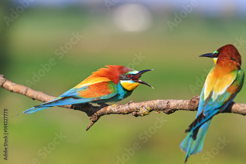 bee-eaters of paradise clarifies the relationship