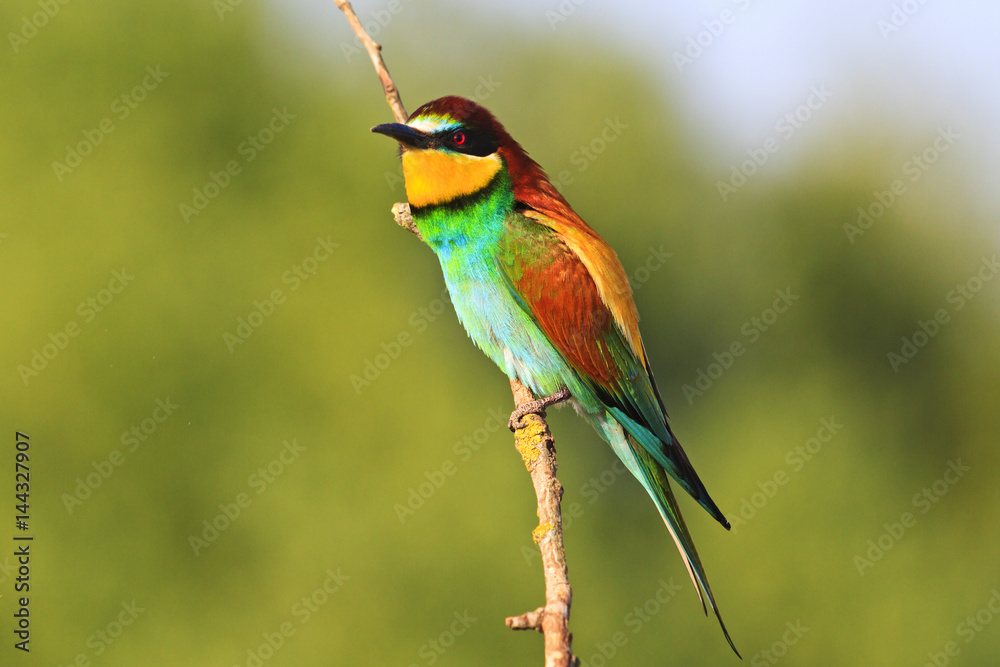 exotic bird sits on a vertical branch in the sun exotic bird sits on a vertical branch in the sun