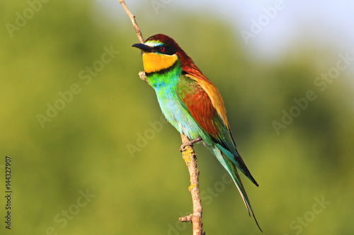 exotic bird sits on a vertical branch in the sun