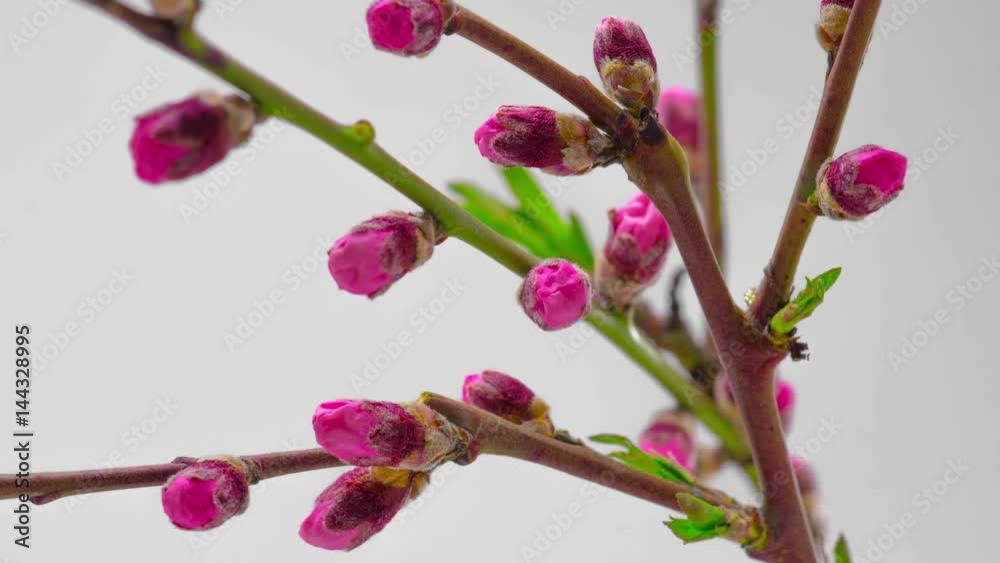 Pink Flowers Blossoms on the Branches Cherry Tree. Timelapse. 4K.
Pink Flowers Blossoms on the Branches Cherry Tree. Timelapse. 4K.