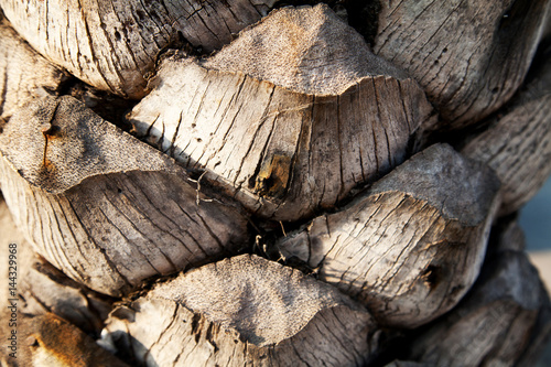 Palm tree trunk bark pattern close-up background. Old cracked tropical wood with nails textured backdrop