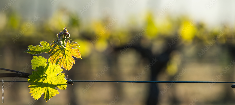 Foto First spring leaves on a trellised vine growing in vineyard