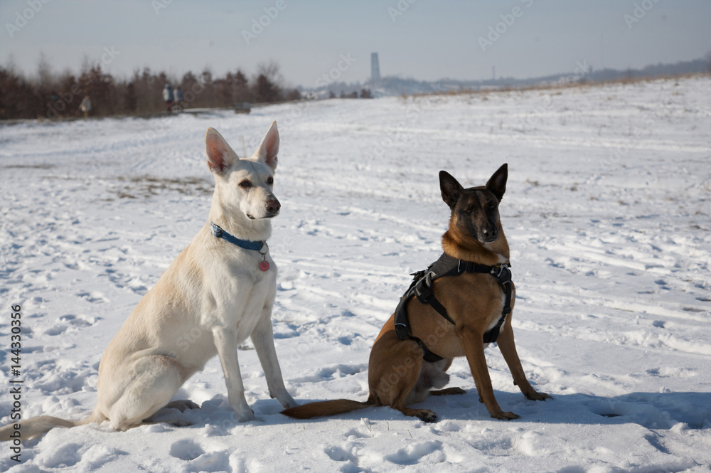 sheapdog and his partner in love sheapdog and his partner in love