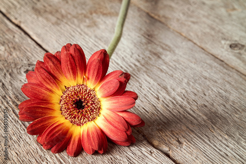 Single gerbera lying on the wooden background