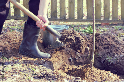 planting time on the garden plot/ gardener with a shovel of the earth is engaged in digging in the roots of the fruit tree 