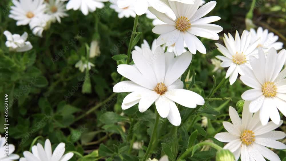 Daisy Flowers. Smooth movement of motorized slider on plants with pretty daisy flowers. Shot close up. Daisy Flowers. Smooth movement of motorized slider on plants with pretty daisy flowers. Shot close up.