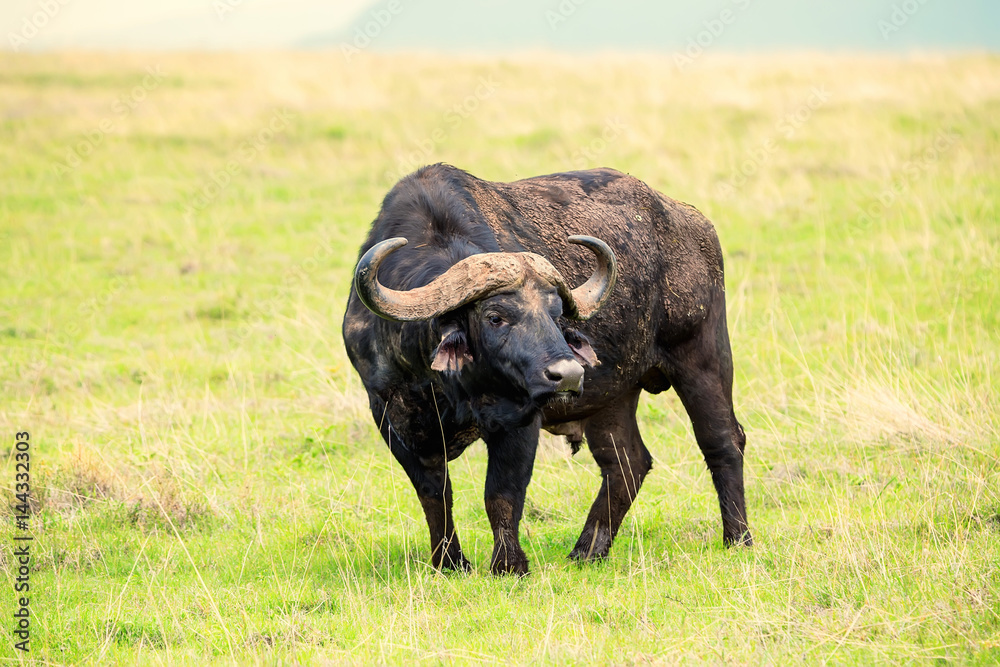 African buffalo in savannah