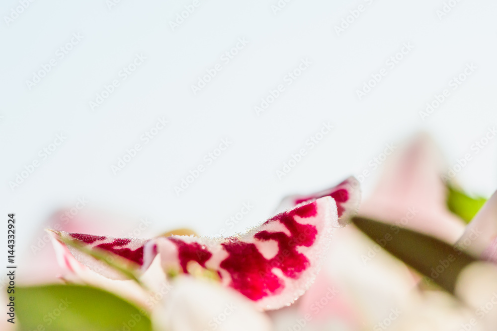 orchids petal closeup with space for text
orchids petal closeup with space for text
