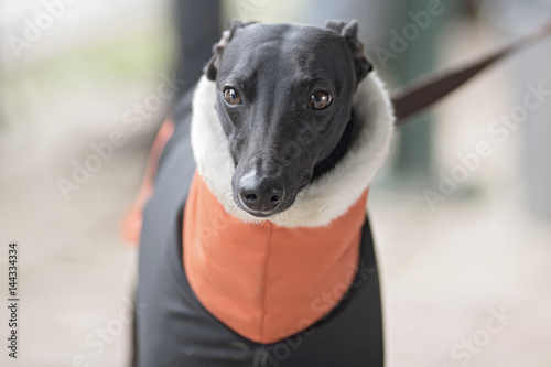 lévrier whippet photo