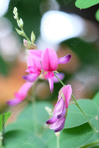 The pink orchids