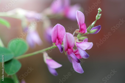 The pink orchids
